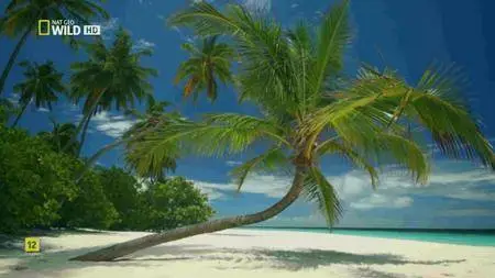 National Geographic - Wild Islands: Caribbean (2015)