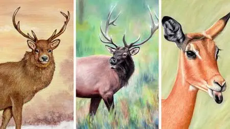 How To Colour An Elk, Stag And Impala | Pastel Pencil Course