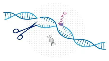CRISPR Cas9 Technology