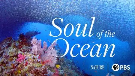 PBS Nature - Soul of the Ocean (2023)