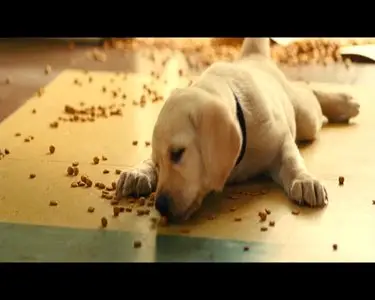 Marley and Me / Марли и я (2008)