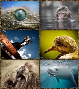 National Geographic Wallpapers - Animals