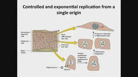 Coursera - Virology I - How Viruses Work
