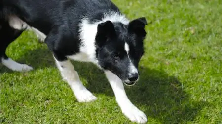 BBC Our Lives - The World's Most Expensive Sheepdogs (2022)