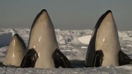 BBC Natural World - Killer Whales: Beneath the Surface (2013)
