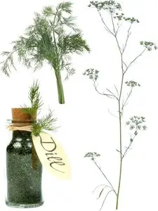 Herbs, seasoning: Dill