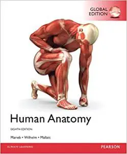 Human Anatomy (Repost)