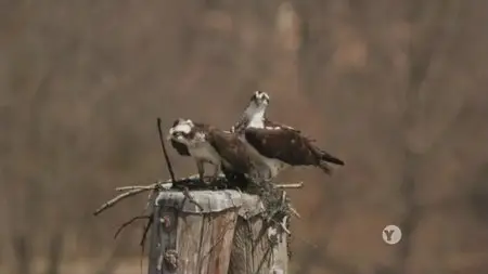 PBS Nature - Animal Homes: The Nest (2015)