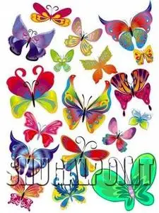 Vector Butterfly Collection