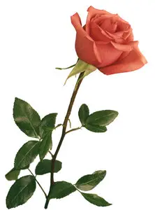 Roses (JPG + Masks)