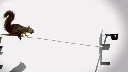 Natural World S38E06