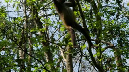 BBC - Natural World: Jungle Animal Hospital (2016)