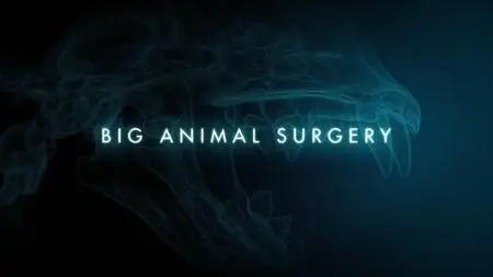BBC - Big Animal Surgery (2019)