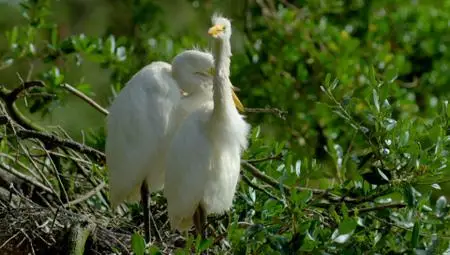 PBS - Nature: Wild Florida (2020)