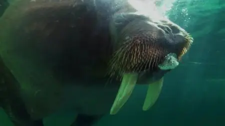 BBC Natural World - Walrus: Two Tonne Tusker (2013)