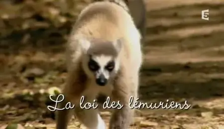 (Fr5) La loi des lémuriens (2011)