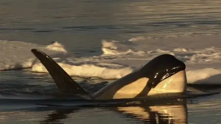 BBC Natural World - Killer Whales: Beneath the Surface (2013)