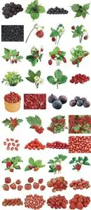 Clipart – Berries