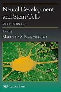 Neural development and stem cells