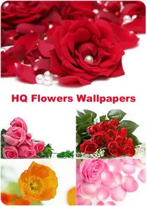 Amazing Beautiful Flowers Ultra HQ WAllpapers