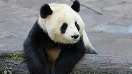 BBC: Wild About Pandas (2012)
