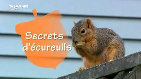 TV5Monde - Secrets d'écureuils (2012)