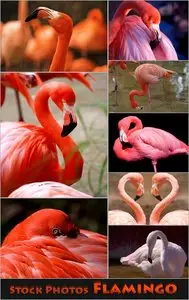 Stock Photos - Flamingo