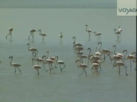 (Voyage) Andalousie, l'heure du Flamenco (2012)
