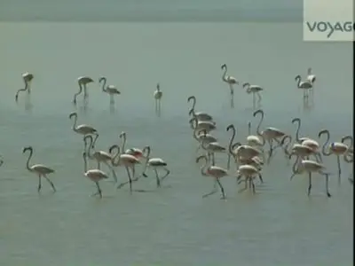 (Voyage) Andalousie, l'heure du Flamenco (2012)