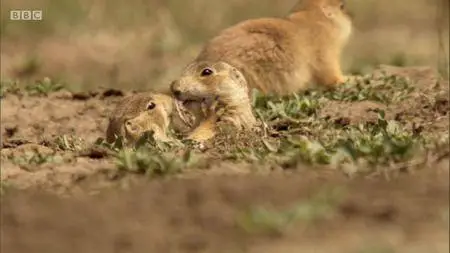 Natural World S38E06