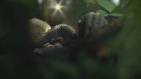 Disney Nature - Chimpanzee (2012)