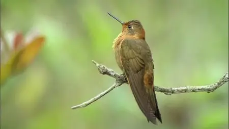 Nature: Extraordinary Birds (2010)