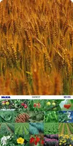 Mixa | MX-095 | Harvest