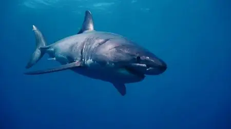 Shark Movers: Deadly Cargo (2019)