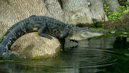 PBS - Nature: Wild Florida (2020)