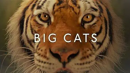 BBC - Big Cats: Series 1 (2018)