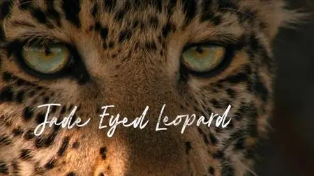 NG. - Jade Eyed Leopard (2020)