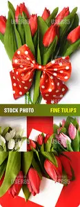 Stock Photo - Fine Tulips