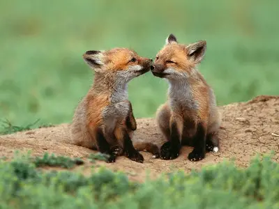 Pictures of foxes Part 2