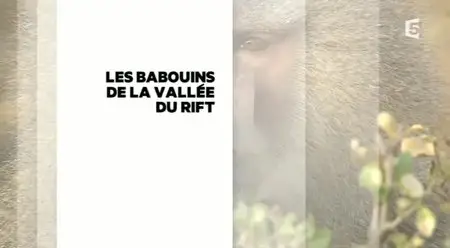 (Fr5) Les babouins de la vallée du Rift (2013)