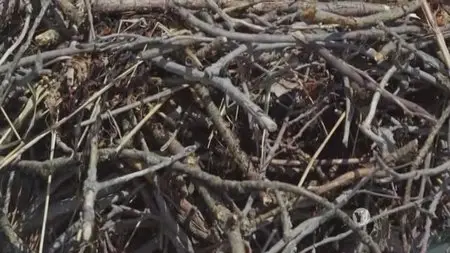 PBS Nature - Animal Homes: The Nest (2015)