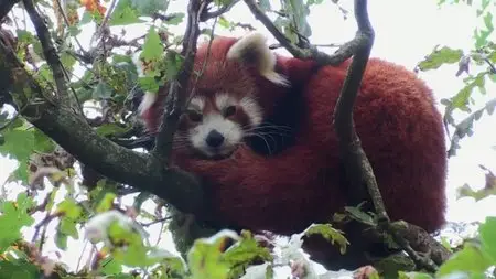 BBC - Animals Through the Night: Sleepover at the Zoo (2014)