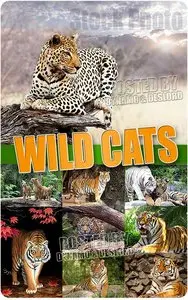 Wild Cats - UHQ Stock Photo