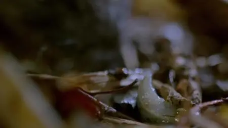 Wild Britain S01E08