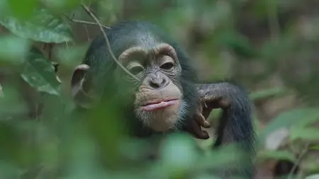 Disney Nature - Chimpanzee (2012)
