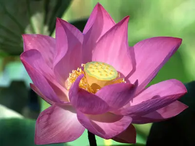 Flower Wallpapers
