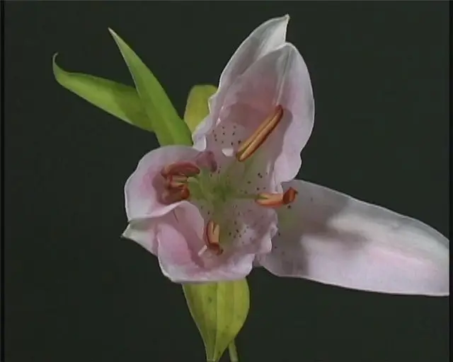 Flower Footage on Black Background