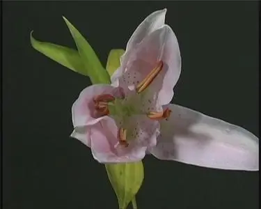 Flower Footage on Black Background