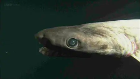 BBC - Legends of the Deep: Deep Sea Sharks (2015)
