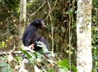 Discovery Channel - Why Dogs Smile And Chimpanzees Cry